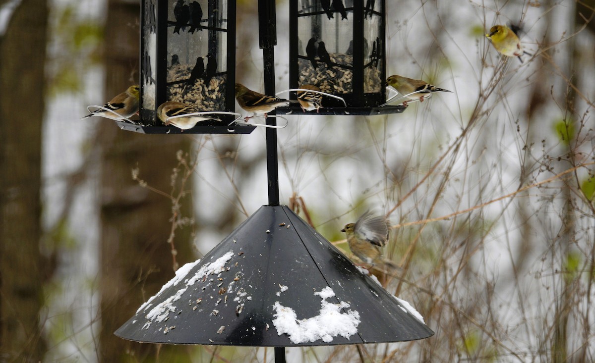 gulstillits - ML646915669