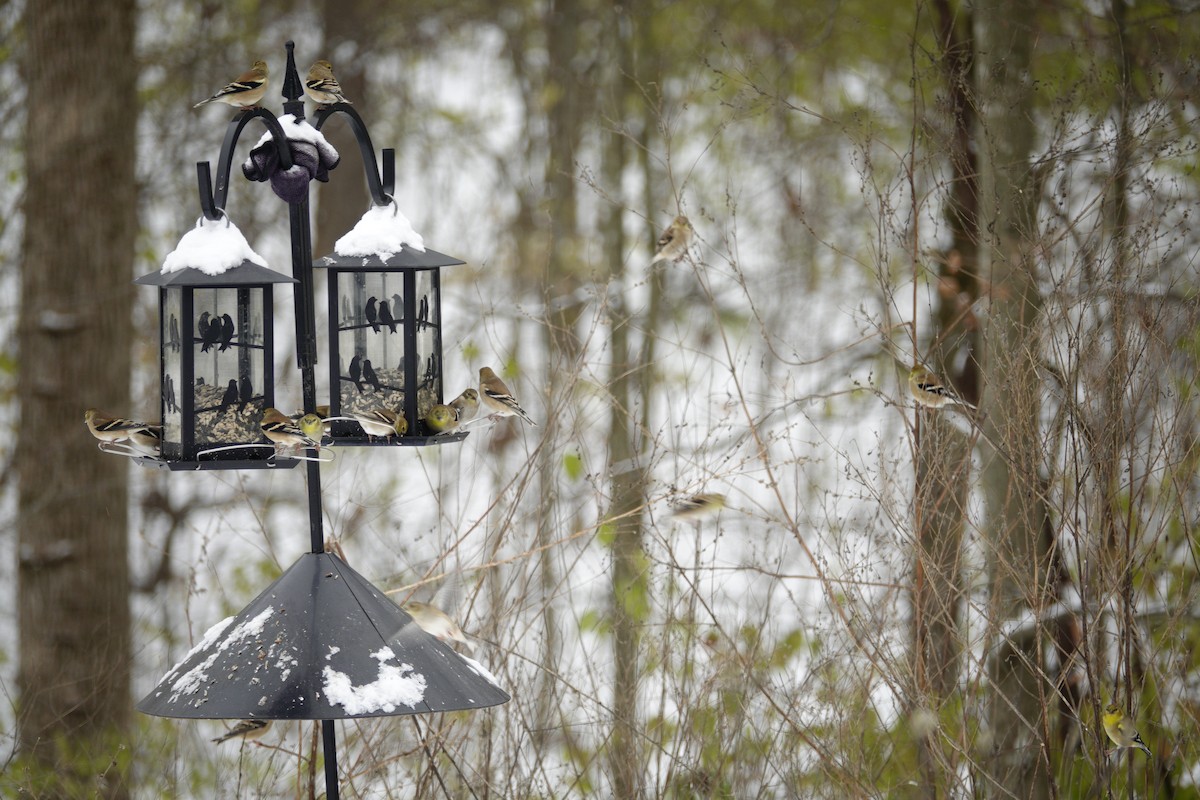 gulstillits - ML646915671