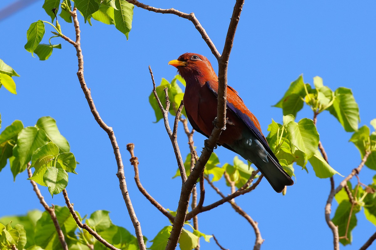 Broad-billed Roller (Madagascar) - ML646915675