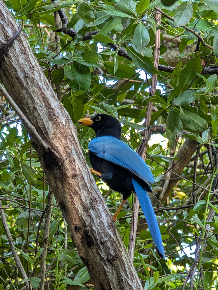 sojka yukatanská - ML646915684