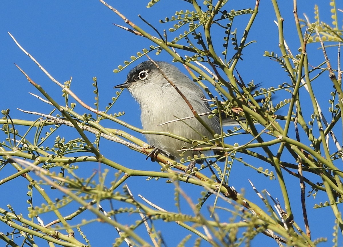 leskot pokřovní - ML646915686