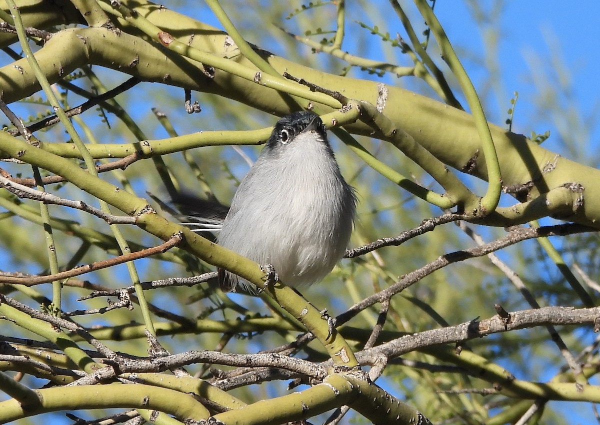 leskot pokřovní - ML646915687