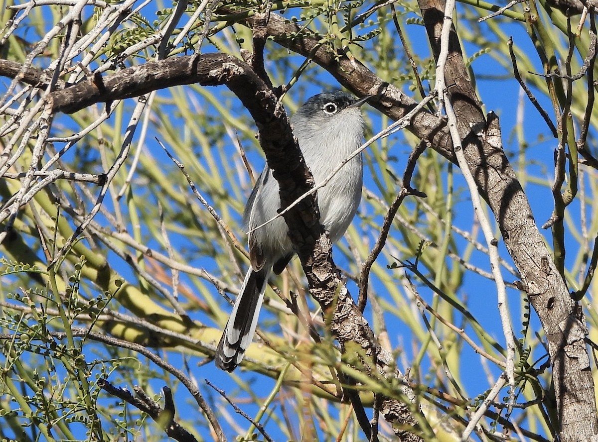 leskot pokřovní - ML646915688