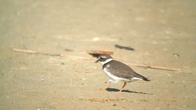 Common Ringed Plover - ML646915690