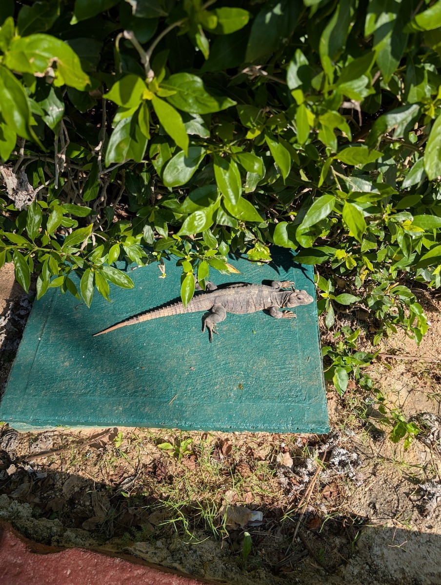 Animals - ML646915694