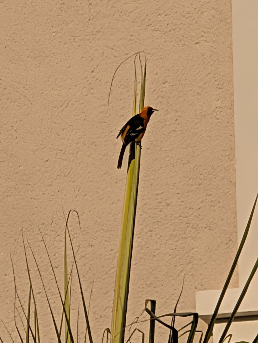 Hooded Oriole - ML646915701