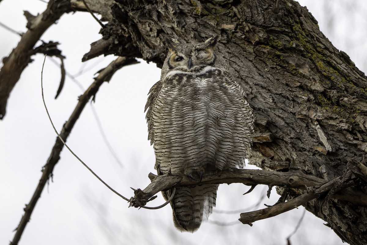 Grand-duc d'Amérique - ML646915708