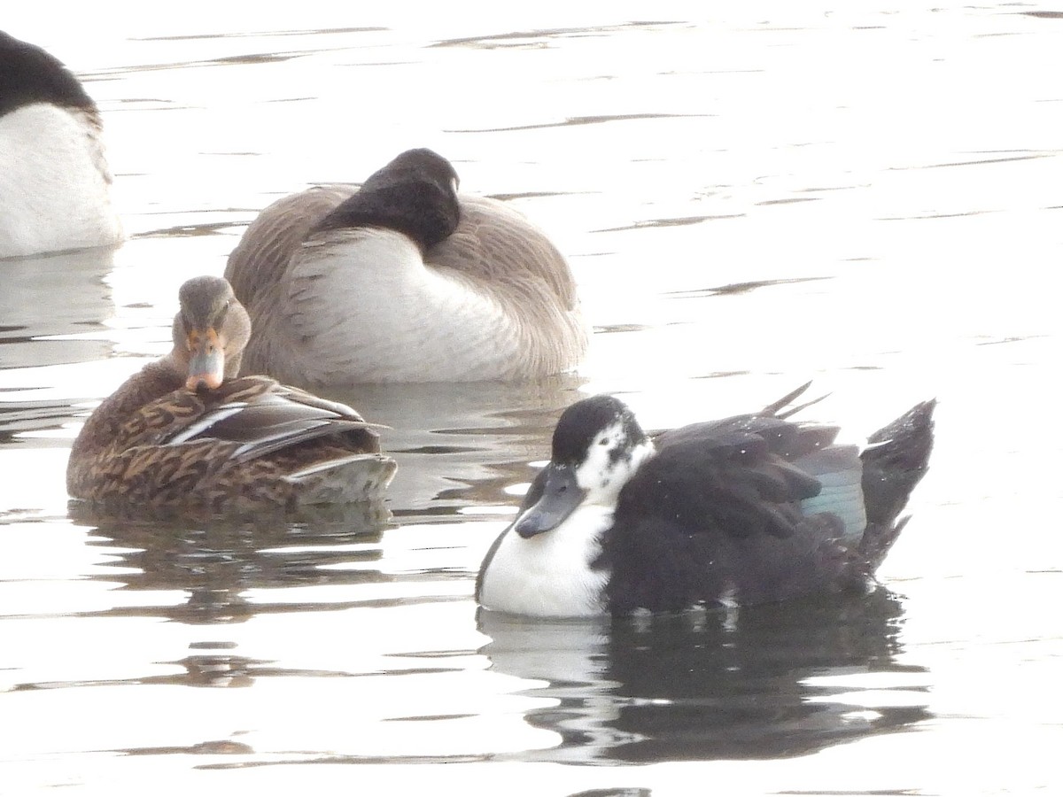 ברכיה (מבויתת) - ML646915712