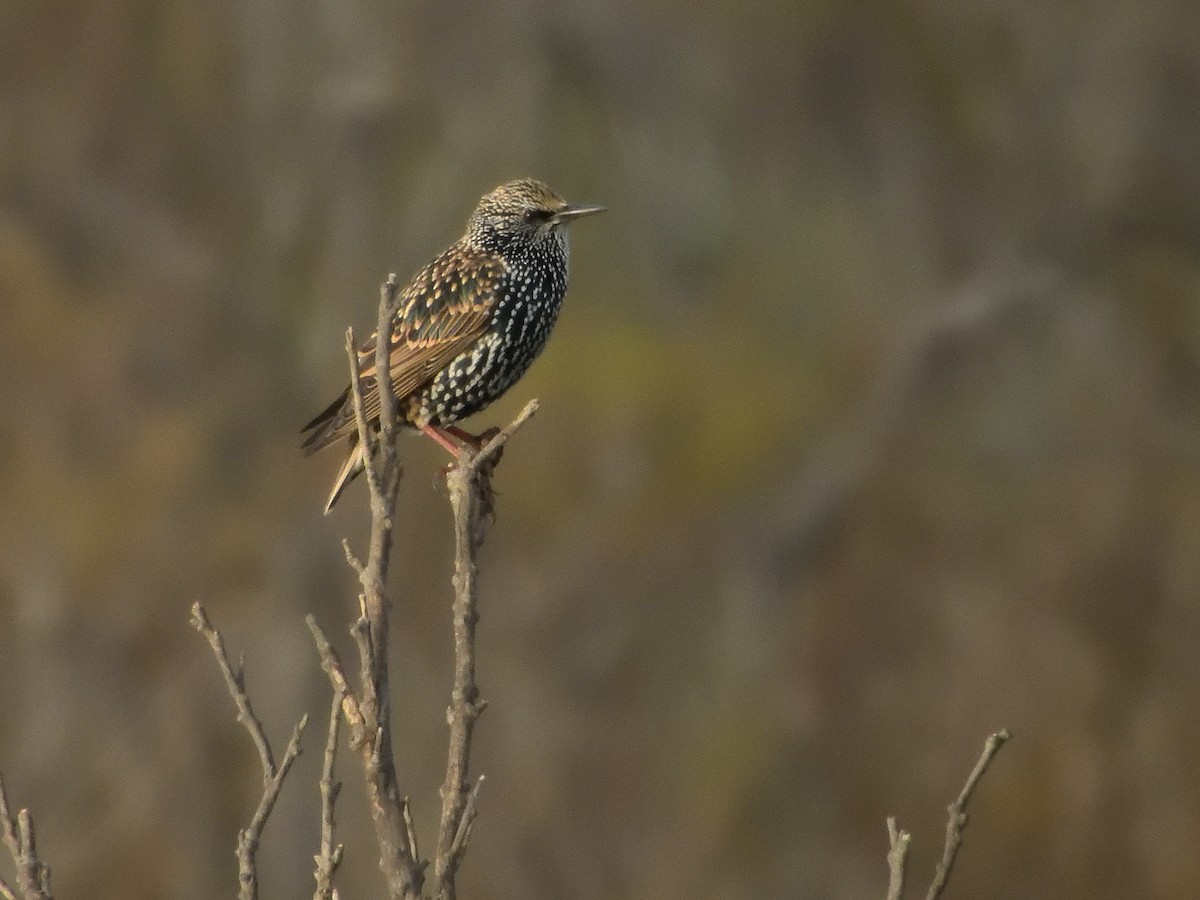 European Starling - ML646915717
