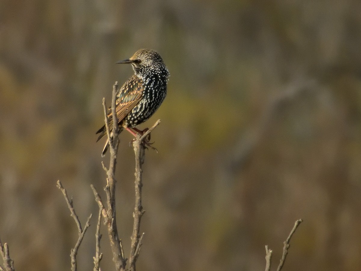 European Starling - ML646915718