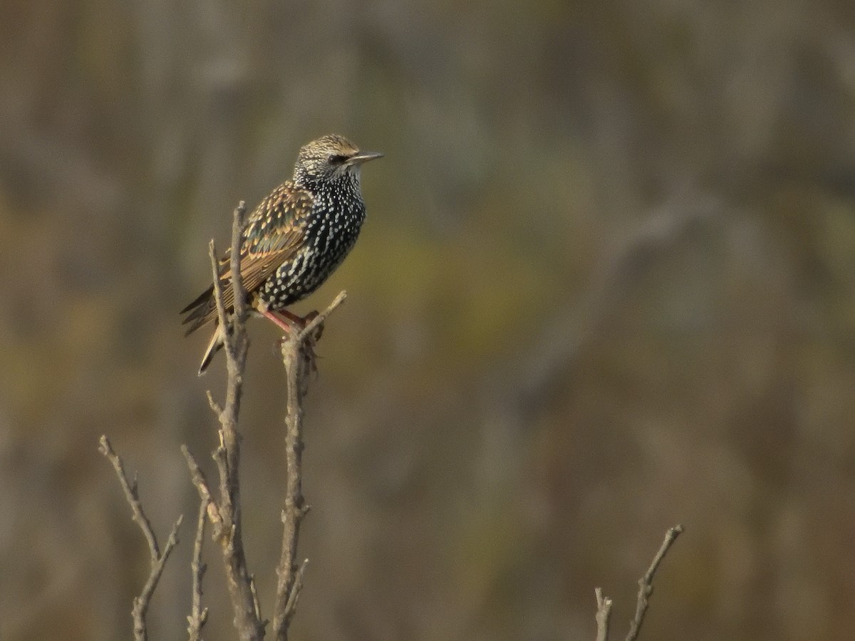 European Starling - ML646915719
