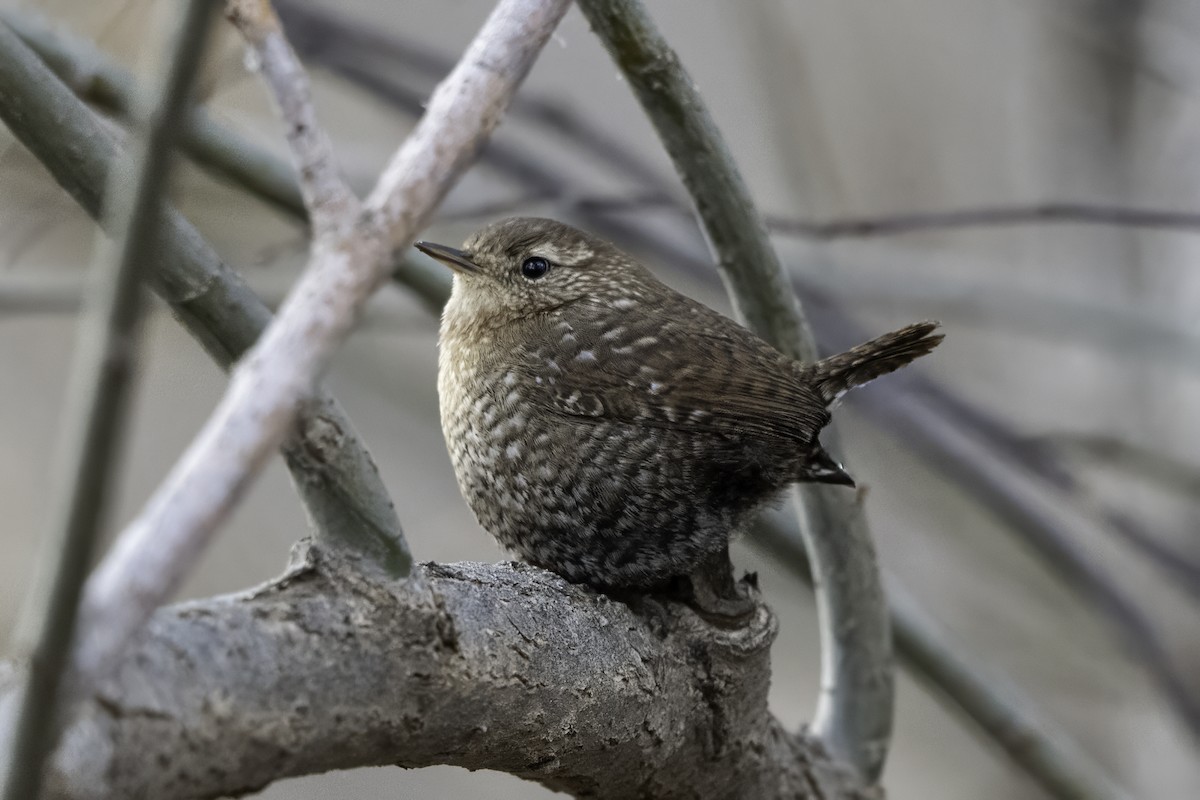 Troglodyte des forêts - ML646915728