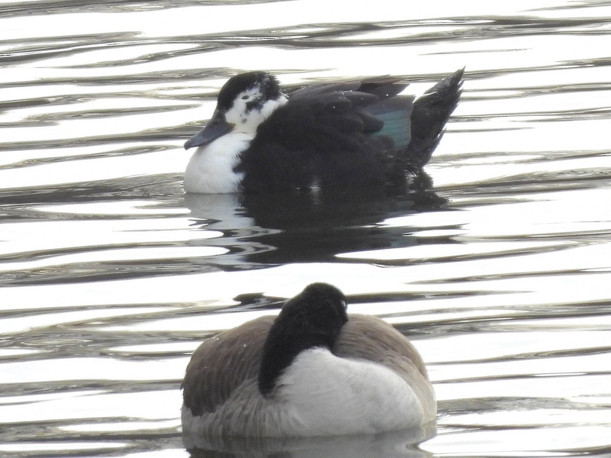 ברכיה (מבויתת) - ML646915732