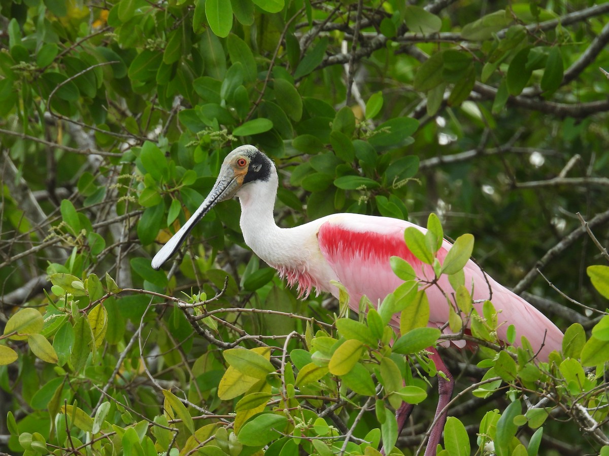 Roseate Spoonbill - ML646915738