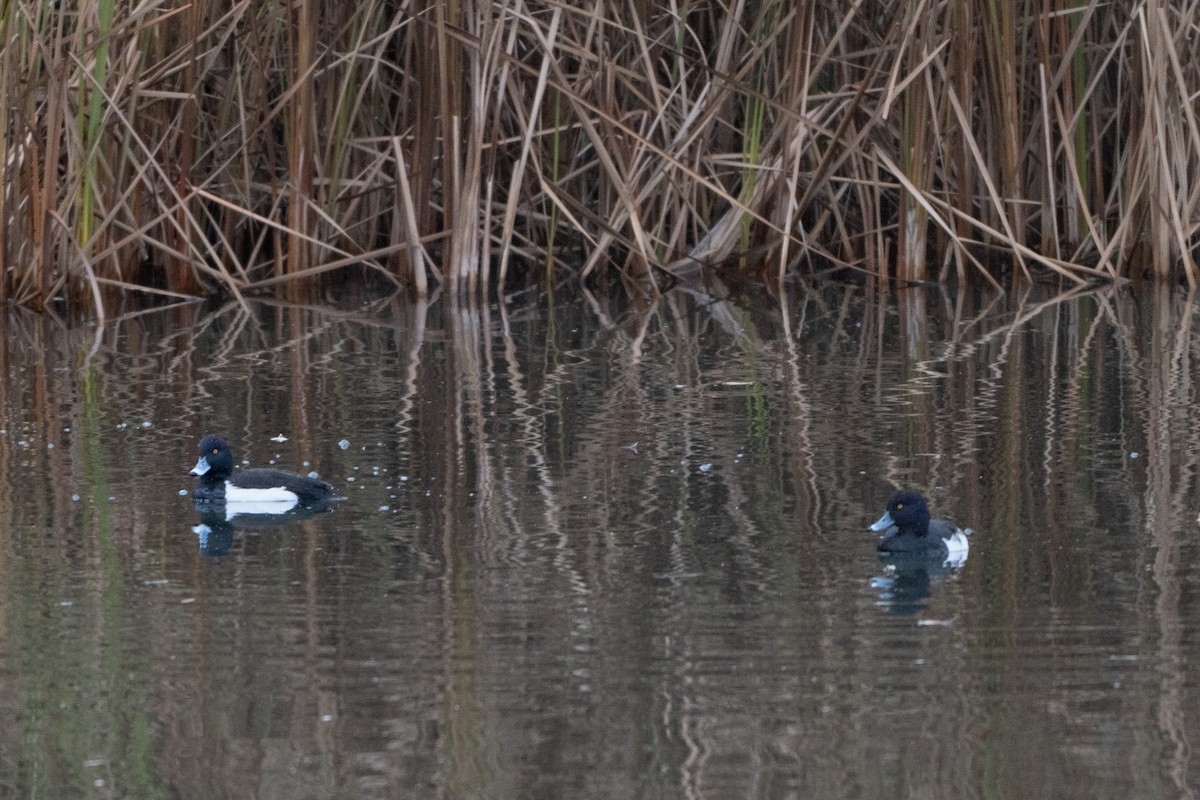 toppand - ML646915741