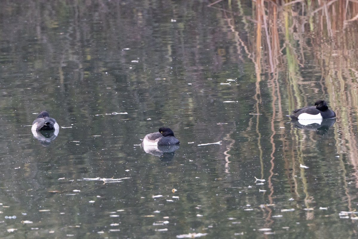 toppand - ML646915742