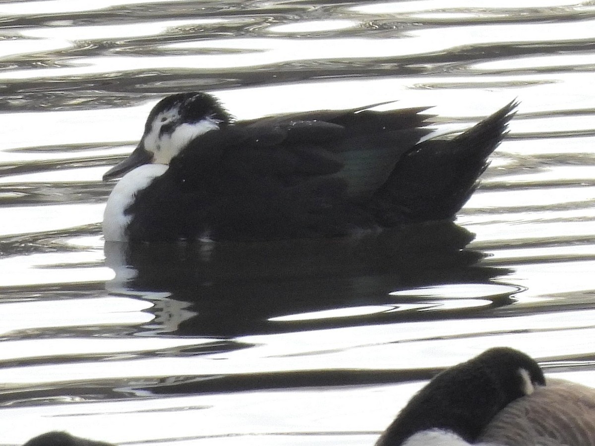 ברכיה (מבויתת) - ML646915743