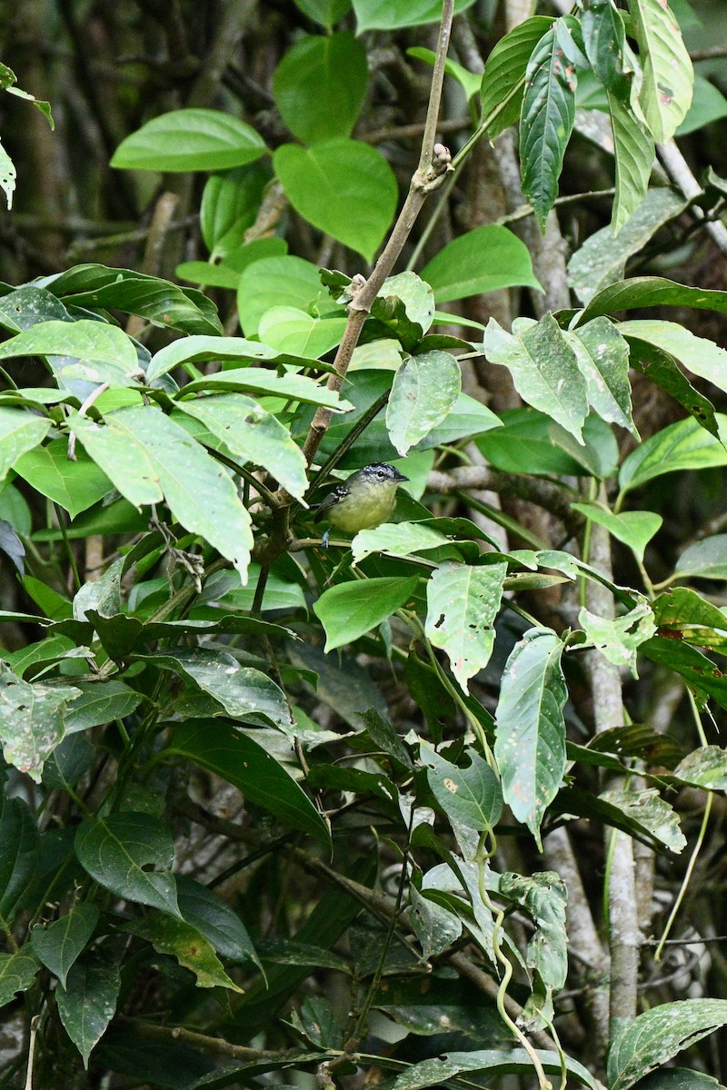 Yellow-breasted Antwren - ML646915744