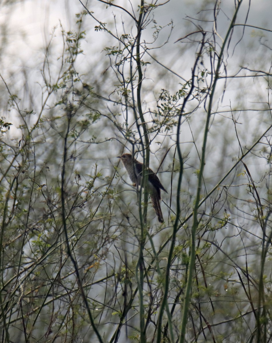 Coucou plaintif - ML646915745