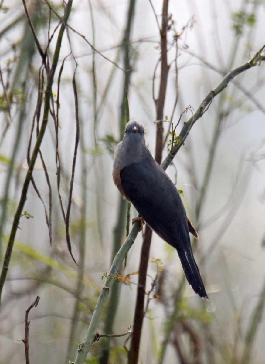 Coucou plaintif - ML646915746