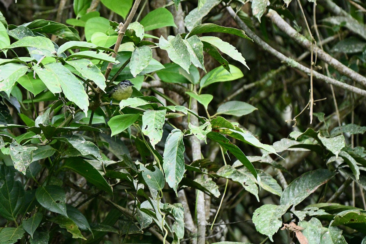 Yellow-breasted Antwren - ML646915748