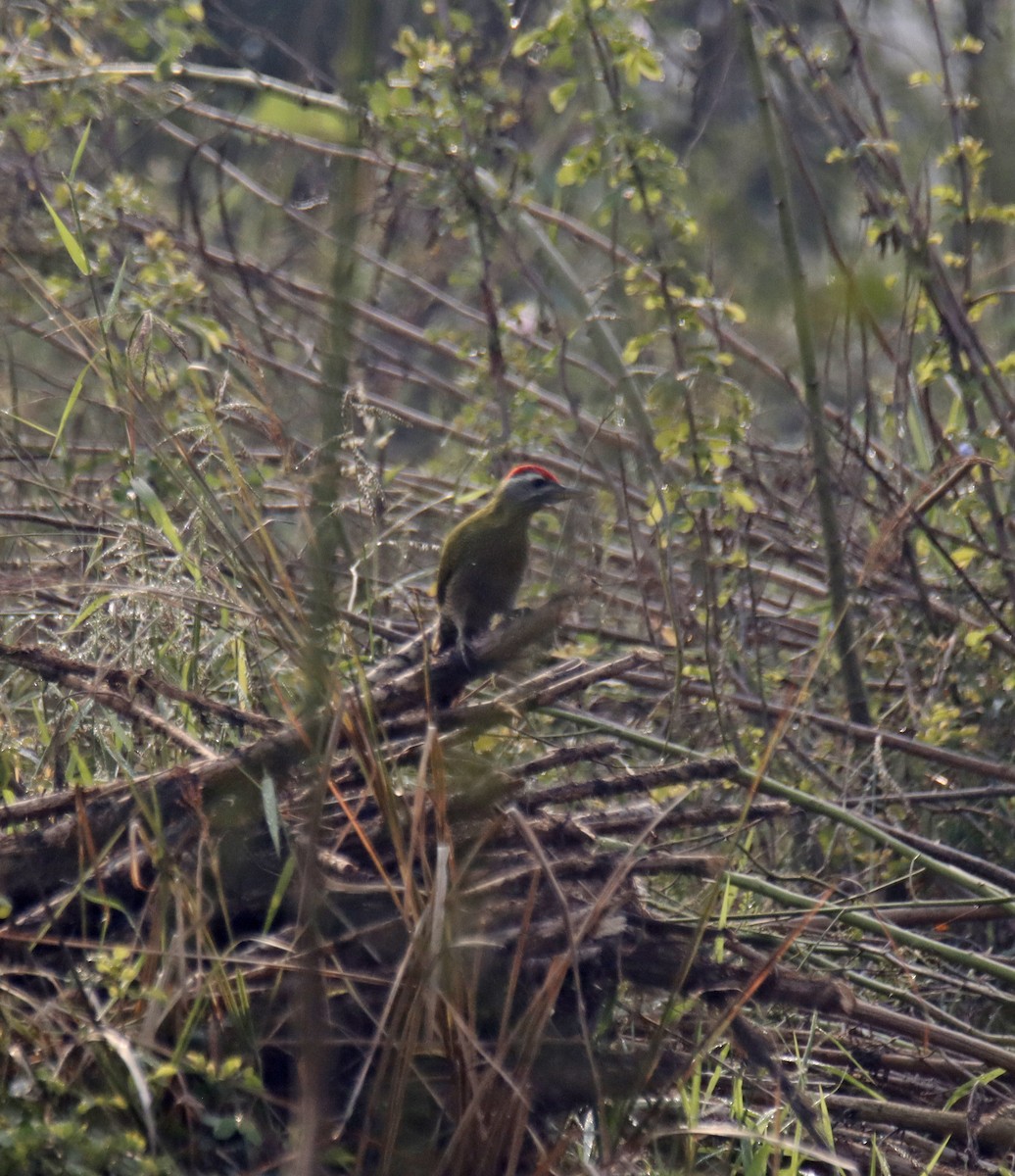 Coucou plaintif - ML646915749