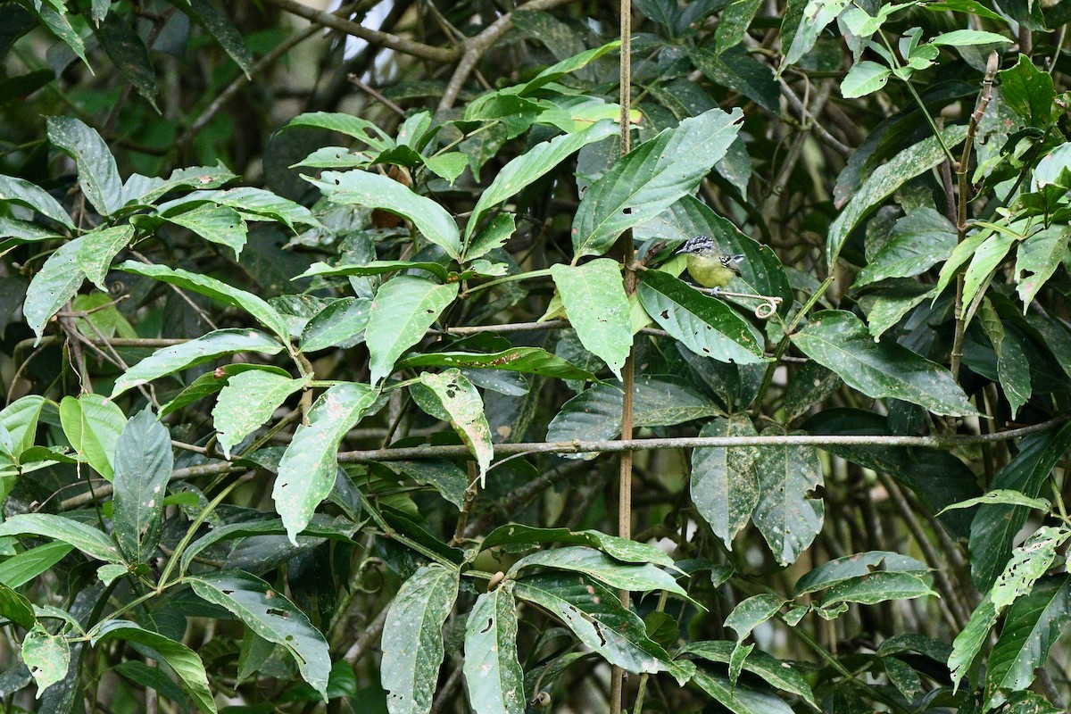 Yellow-breasted Antwren - ML646915750