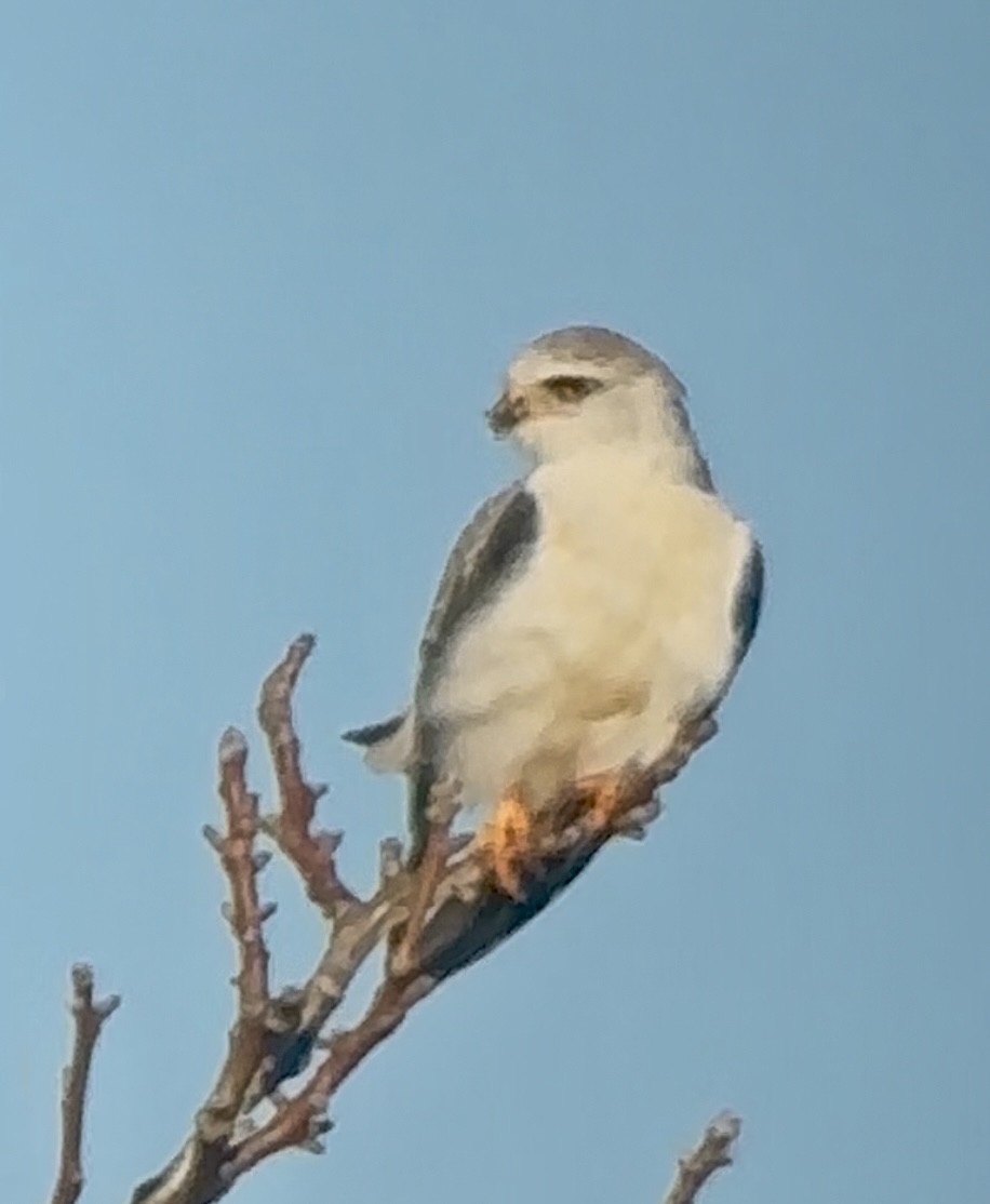 Шуліка чорноплечий - ML646915753