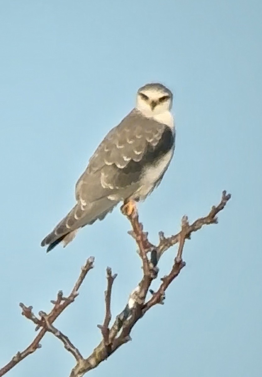 Шуліка чорноплечий - ML646915754