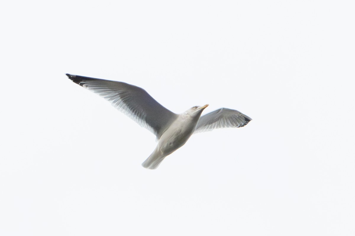 gråmåke - ML646915755