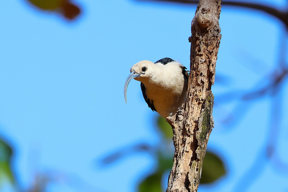 Sickle-billed Vanga - ML646915764