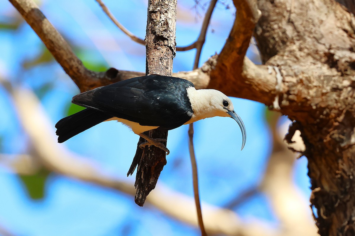 Sickle-billed Vanga - ML646915765