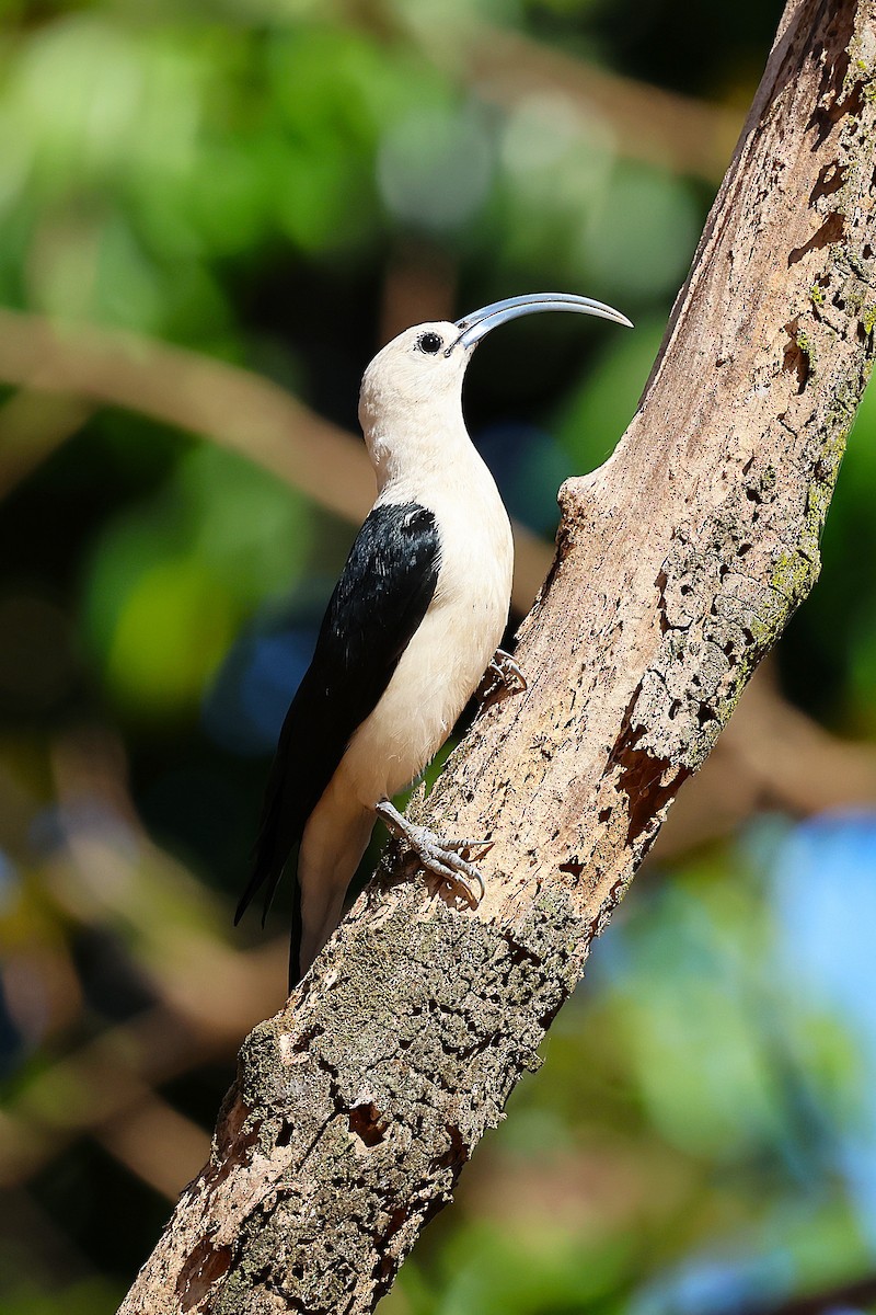 Sickle-billed Vanga - ML646915766
