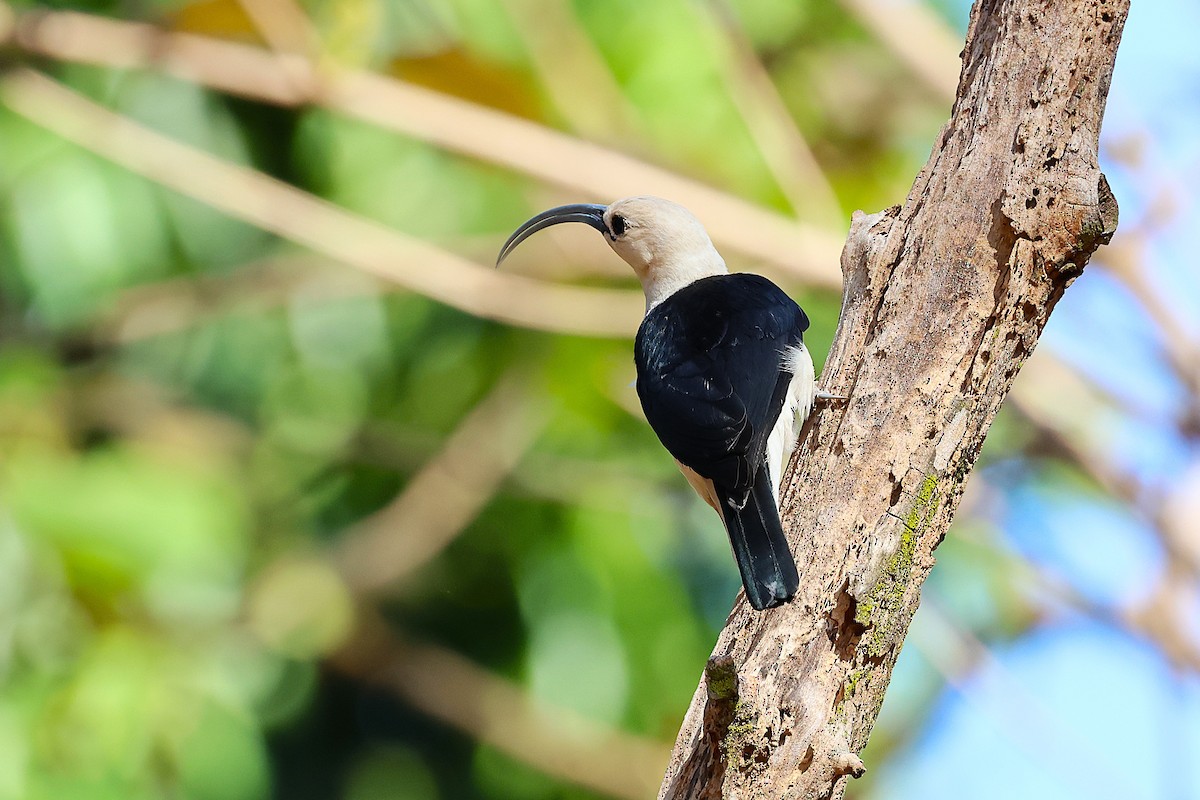 Sickle-billed Vanga - ML646915768