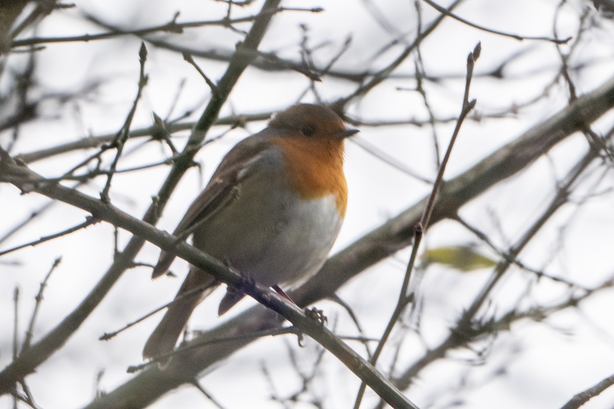 rødstrupe - ML646915769