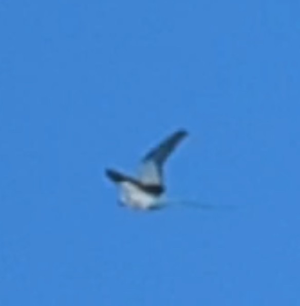 Папуга Крамера - ML646915771