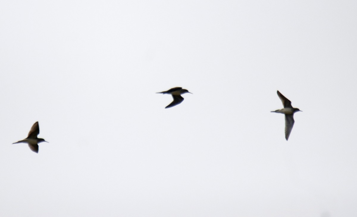 Bécassine à queue pointue ou B. des marais - ML646915773