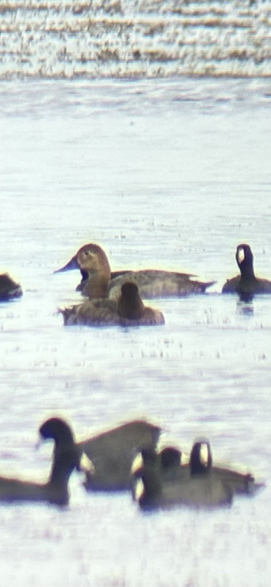 Парусиновый нырок - ML646915774