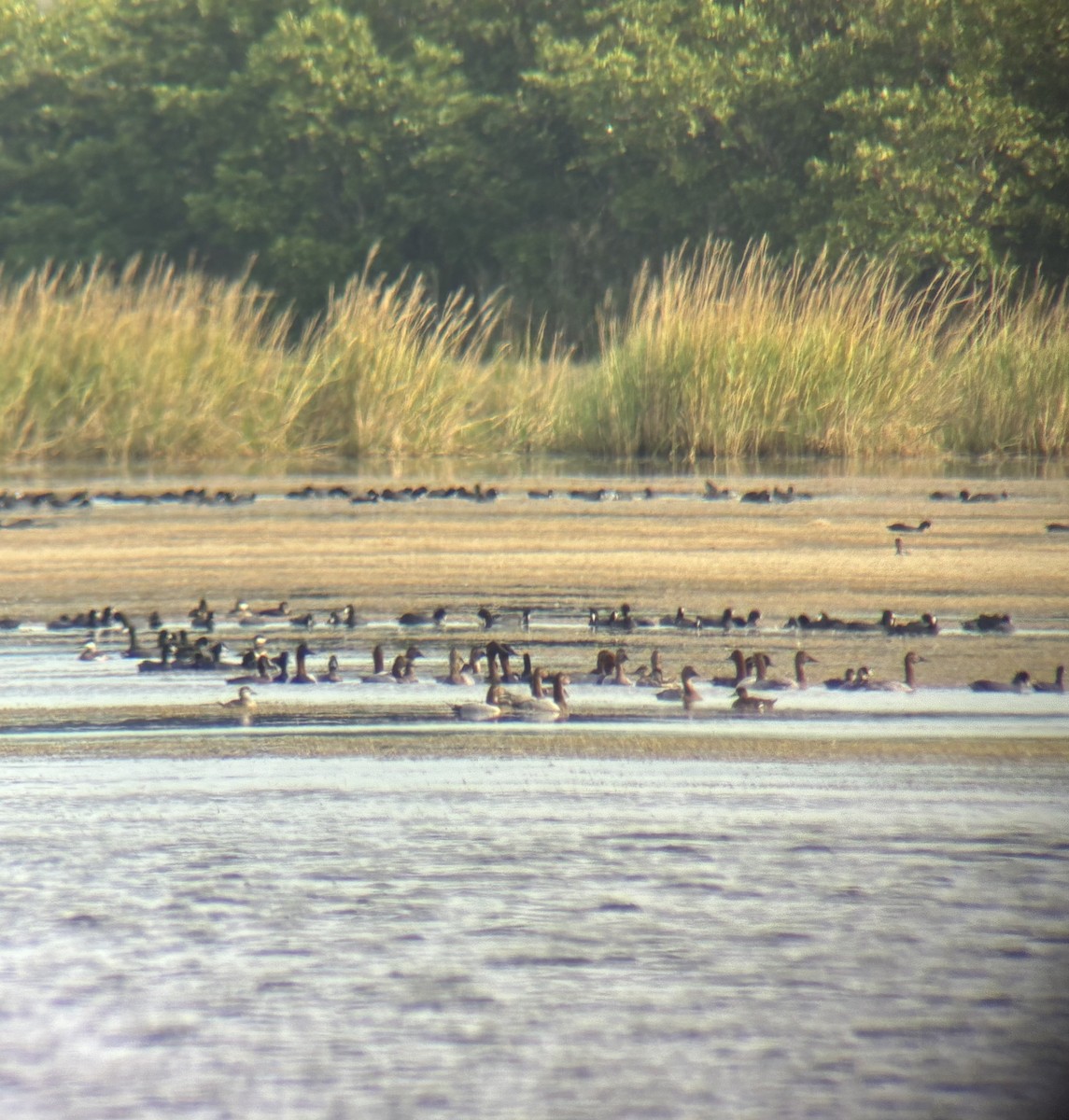 Парусиновый нырок - ML646915775