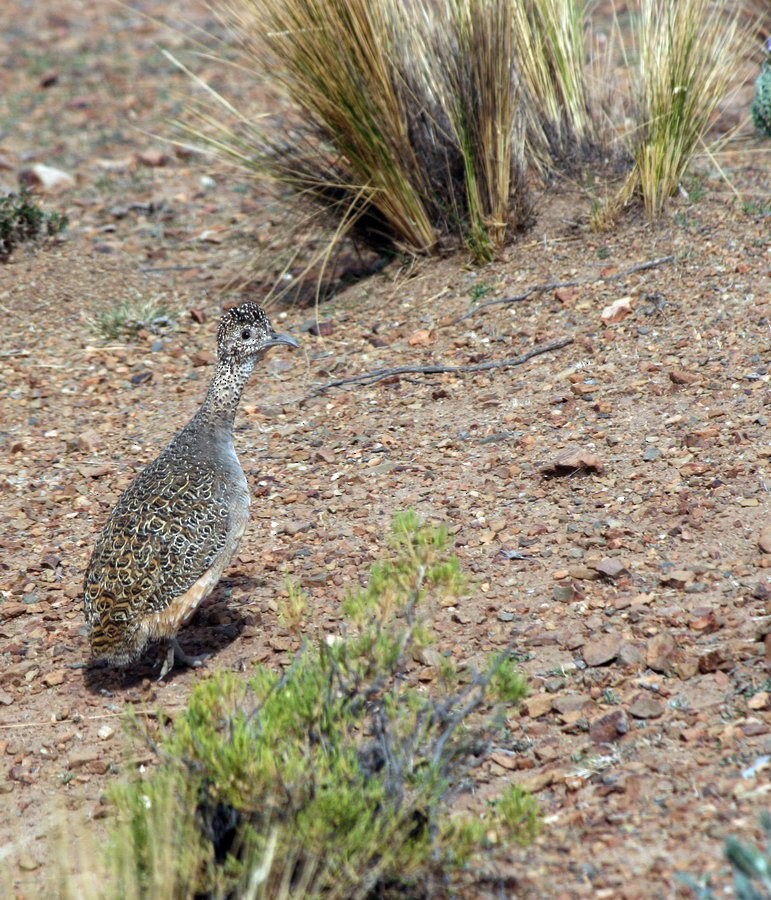 fjelltinamu - ML646915776