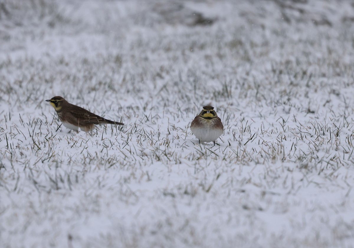 skřivan ouškatý - ML646915777