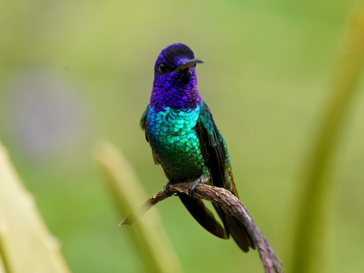 Golden-tailed Sapphire - ML646915780