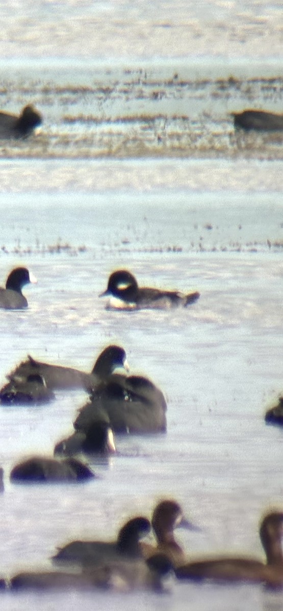 Гоголь-головастик - ML646915783