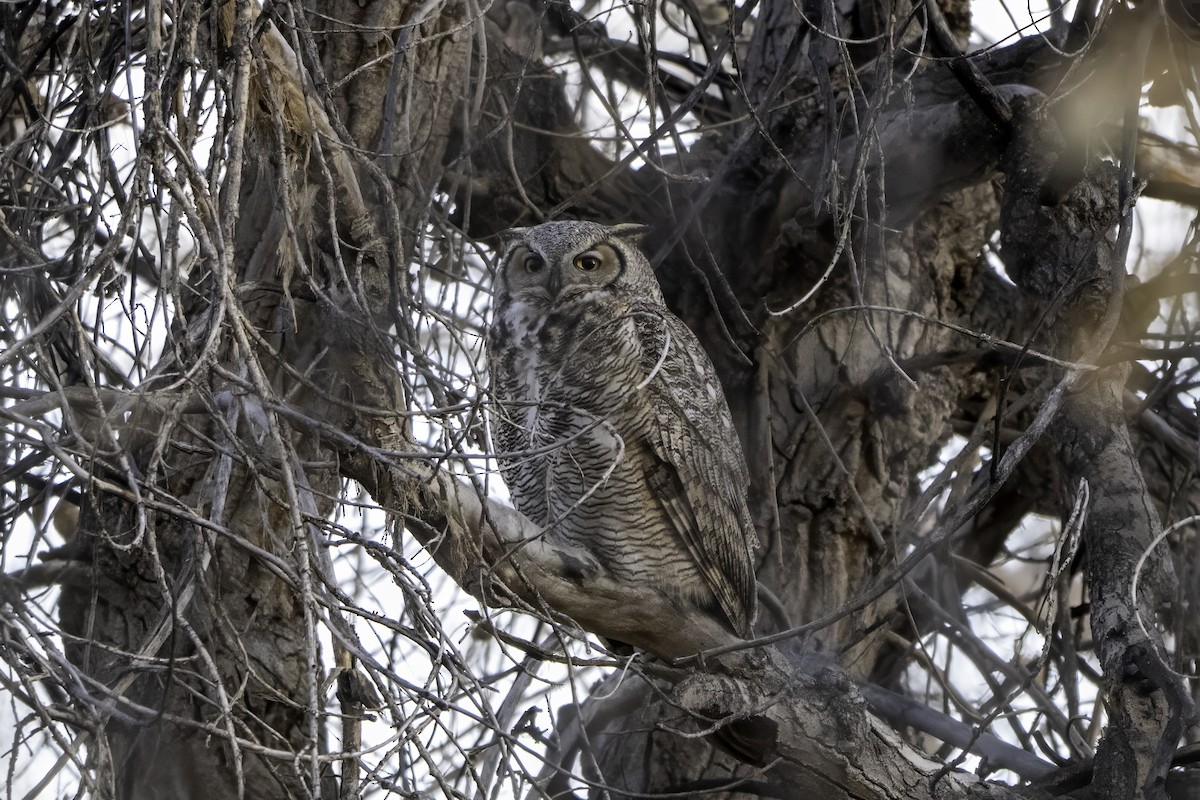 Grand-duc d'Amérique - ML646915787