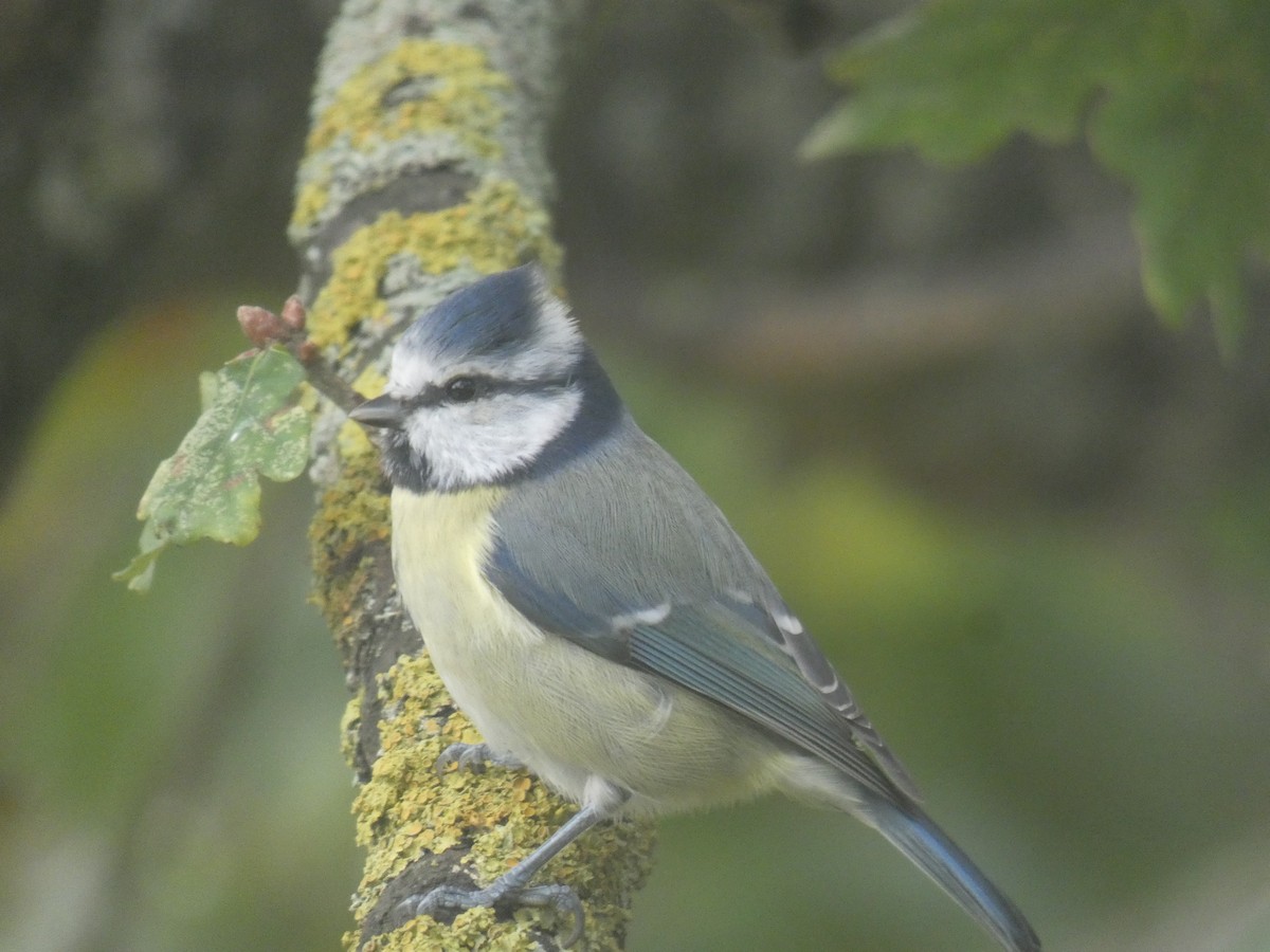 Eurasian Blue Tit - ML646915795