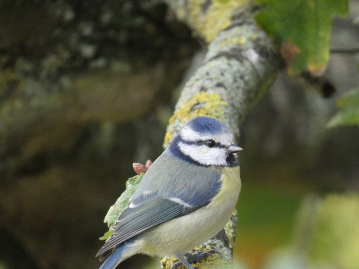 Eurasian Blue Tit - ML646915796