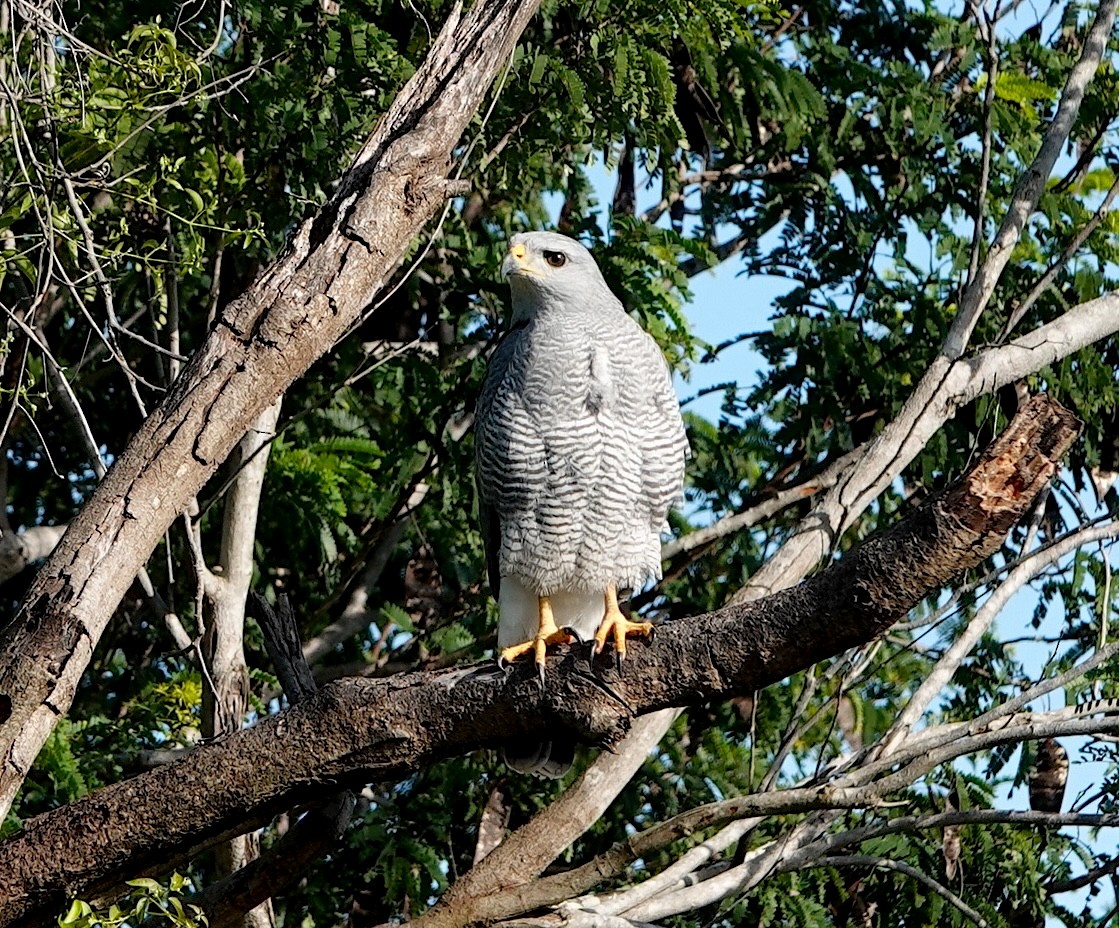 nordgråvåk - ML646915798