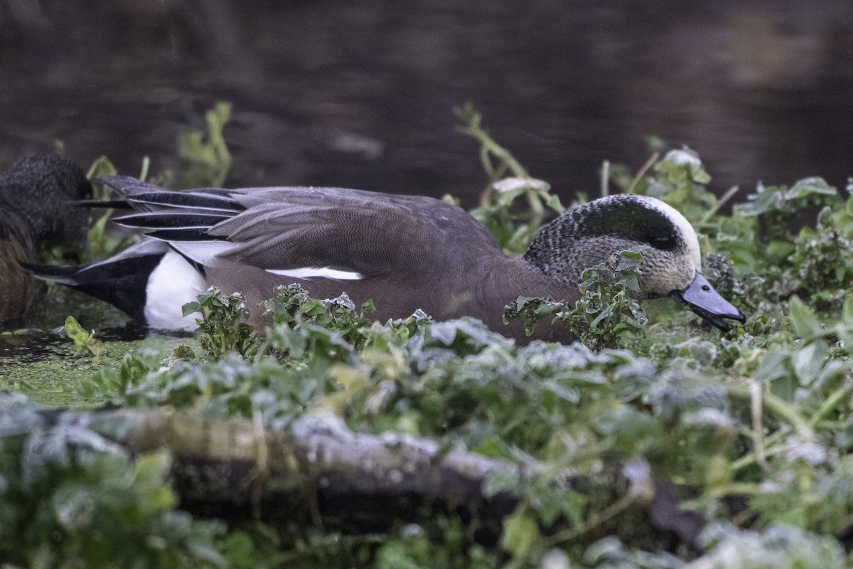 Canard d'Amérique - ML646915799