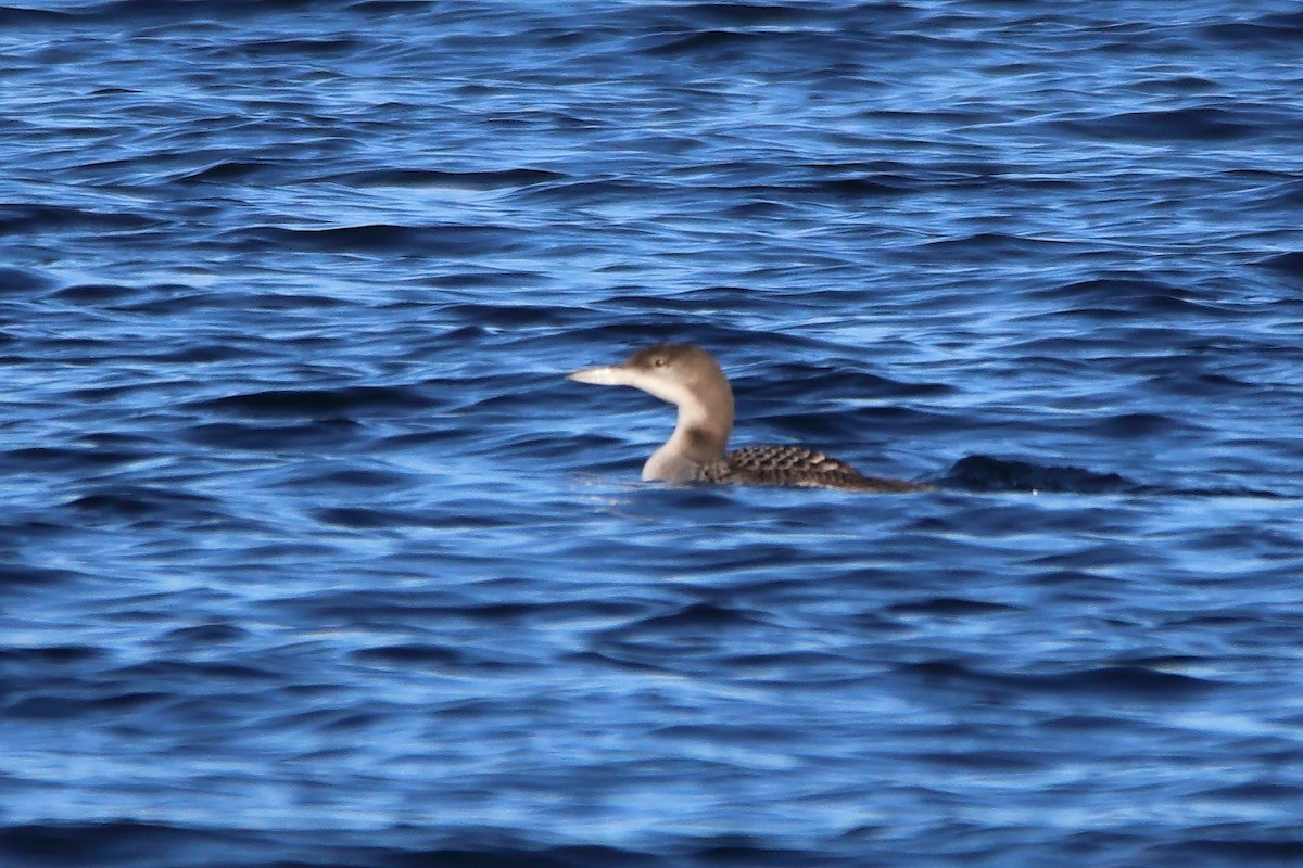 Common Loon - ML646915800