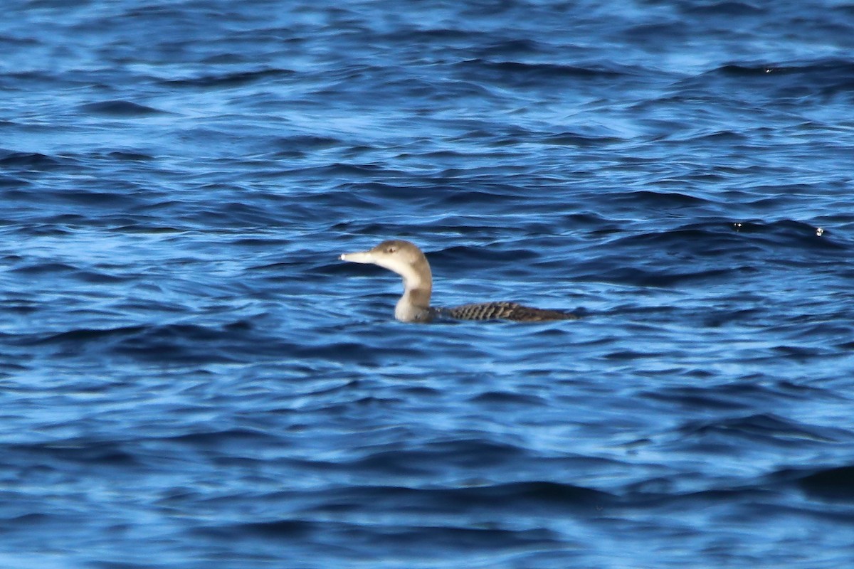 Common Loon - ML646915801